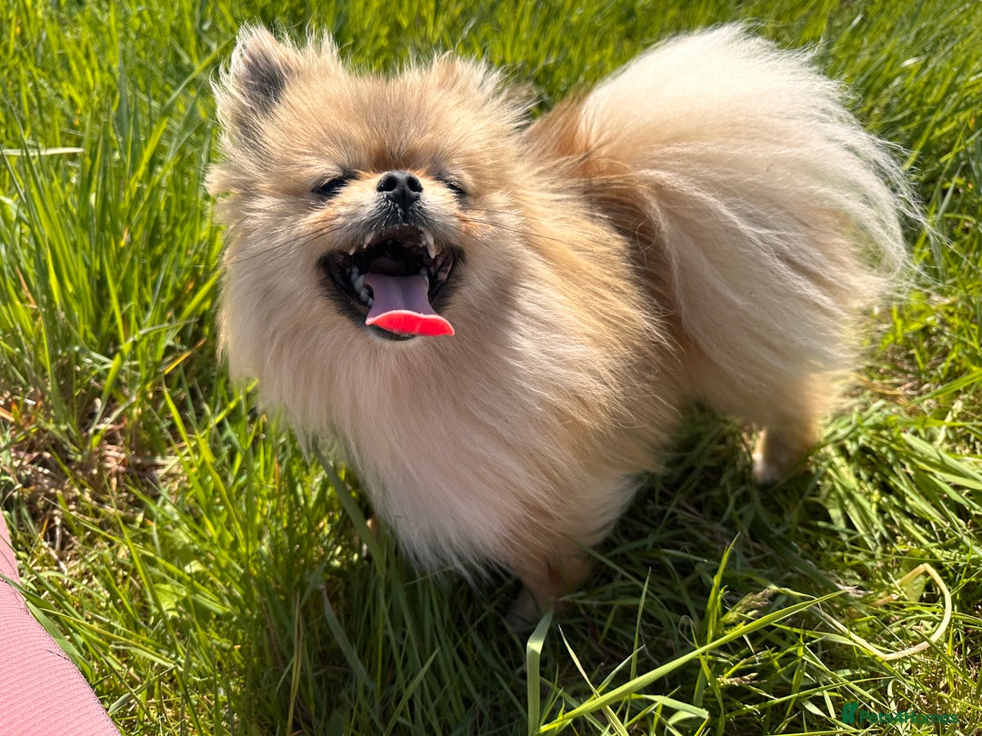 Pomeranian dogs for sale: Quality Chocolate Small Chocolate Teddy Bear - Image 20