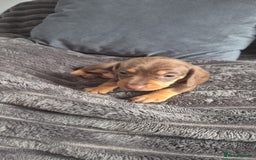Miniature Dachshund dogs for sale: Miniature dashaund chocolate&tan male  - Image 2