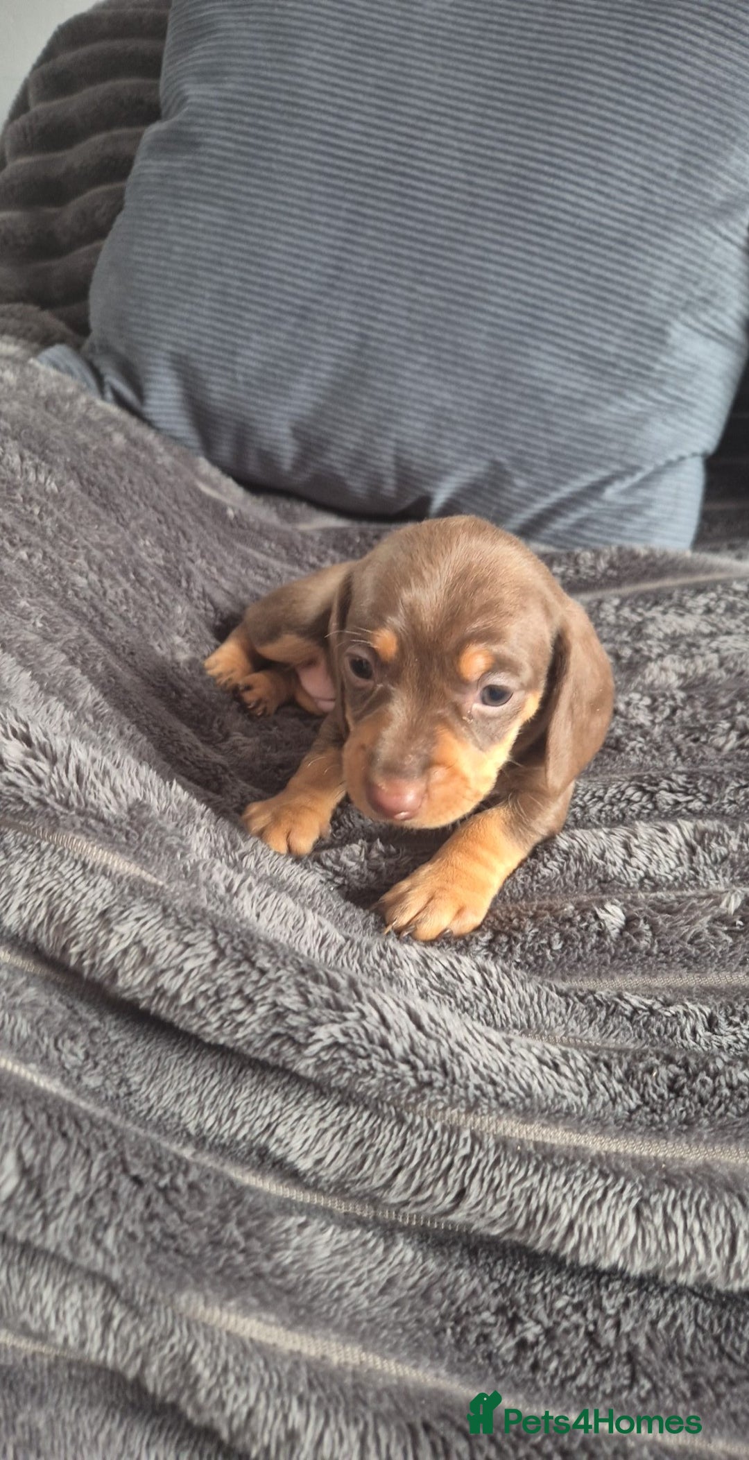 Miniature Dachshund dogs for sale: Miniature dashaund chocolate&tan male  - Image 2
