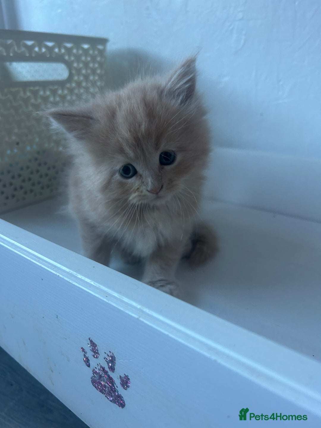 Maine Coon cats for sale: Mainecoon kittens  - Advert 7