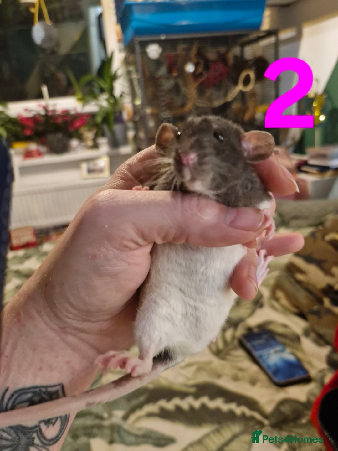 Rat rodents for sale: 9 beautiful girls - Image 7