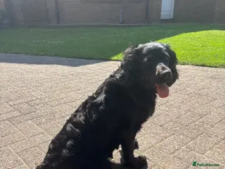 Cockapoo dogs Health tested Toy cockapoo puppies. - Advert 1