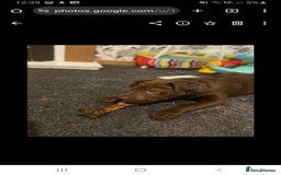 Mixed Breed dogs for sale: Handsome Ceaser 9months old - Image 4