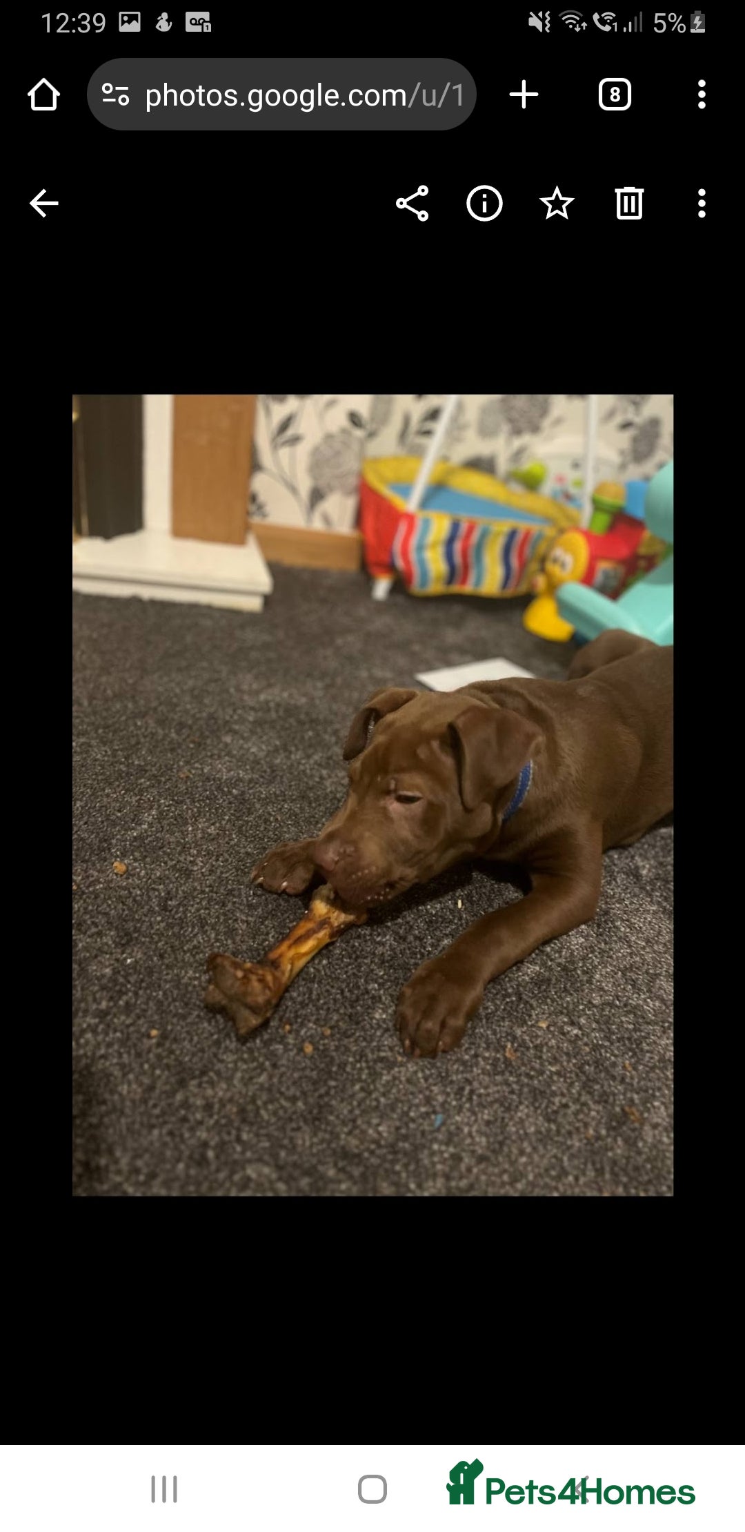 Mixed Breed dogs for sale: Handsome Ceaser 9months old - Image 4