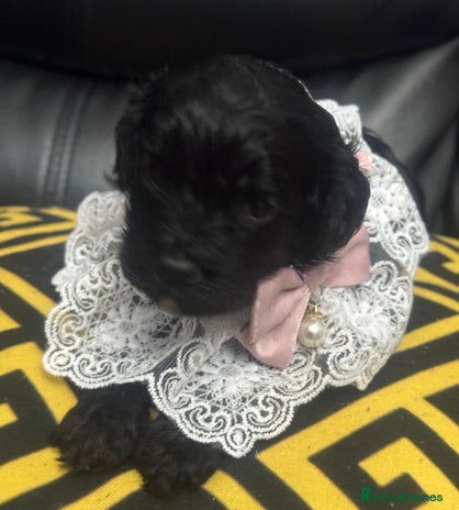 Cavapoo dogs - Advert 5