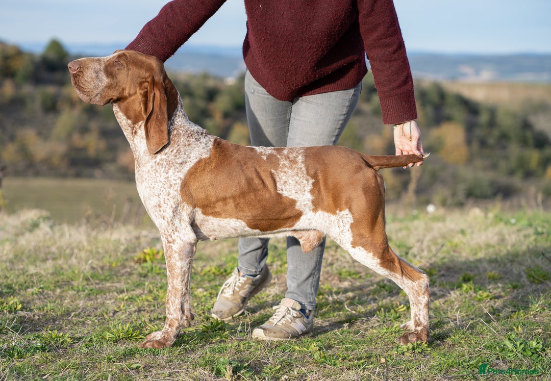 Bracco Italiano dogs for sale: Puppies due end of Jan!!   - Advert 17