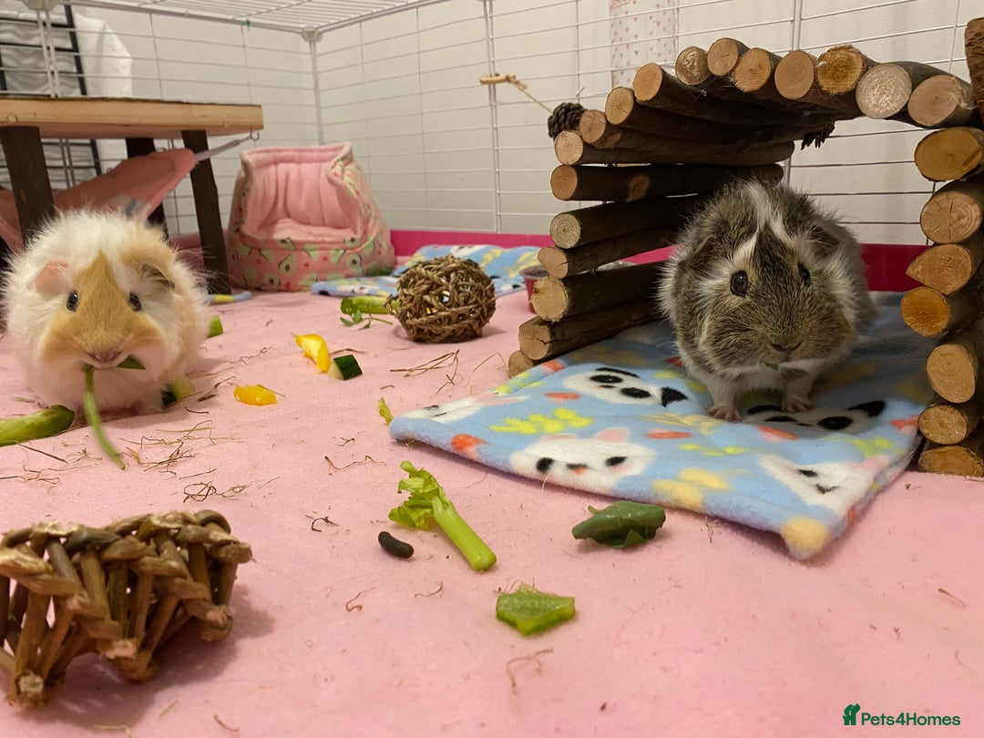 Guinea Pig rodents for sale: Two lovely boars with complete set up - Image 4