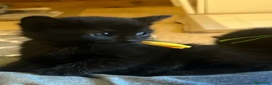 British Shorthair 2
