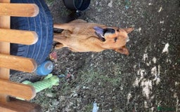 Mixed Breed dogs for sale: Chow chow cross Rottweiler  - Image 5