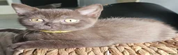 British Shorthair cats for sale: ✨ Stunning British Shorthair Available Vaccinated✨ - Advert 2