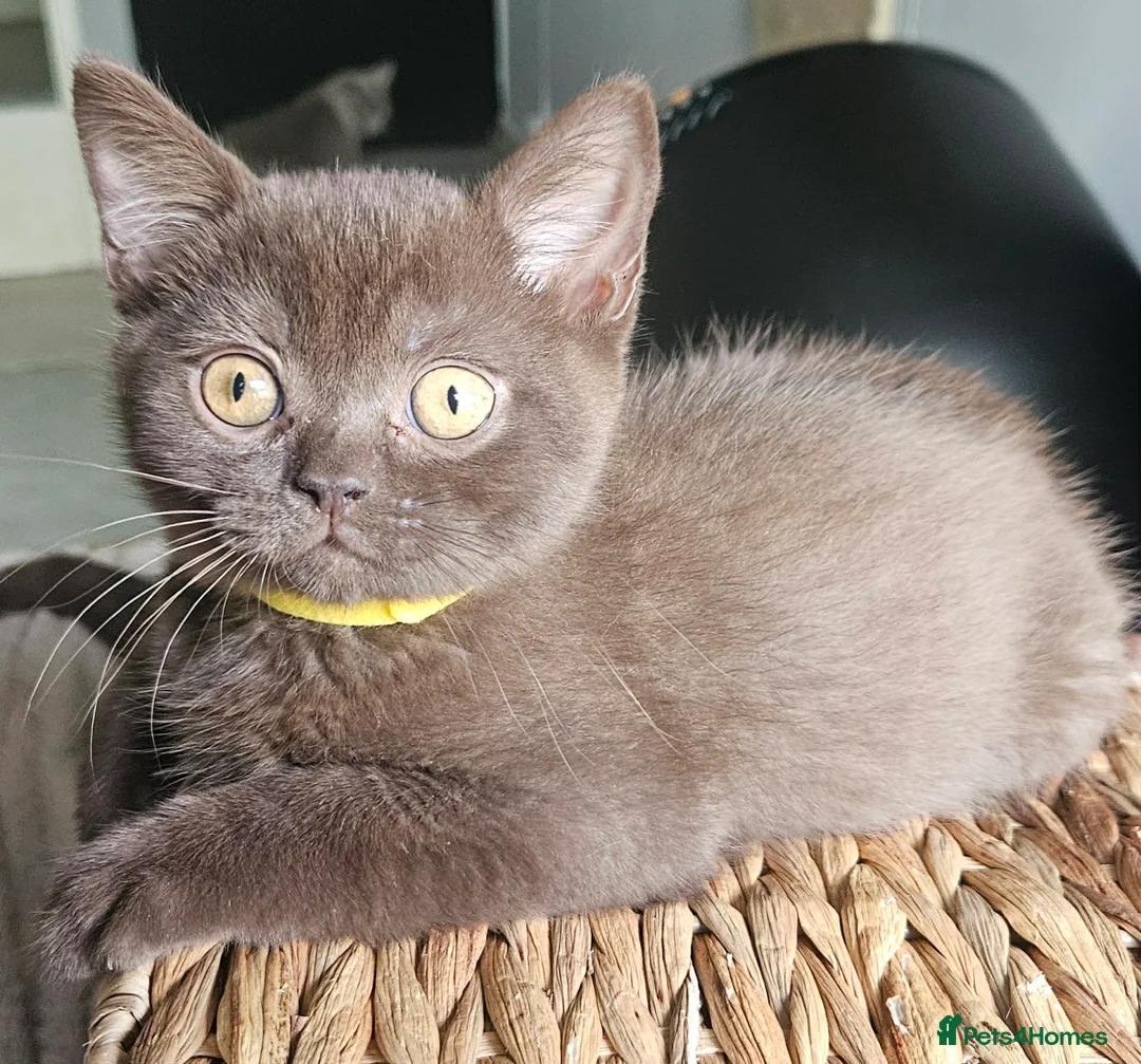 British Shorthair cats for sale: ✨ Stunning British Shorthair Available Vaccinated✨ - Advert 2