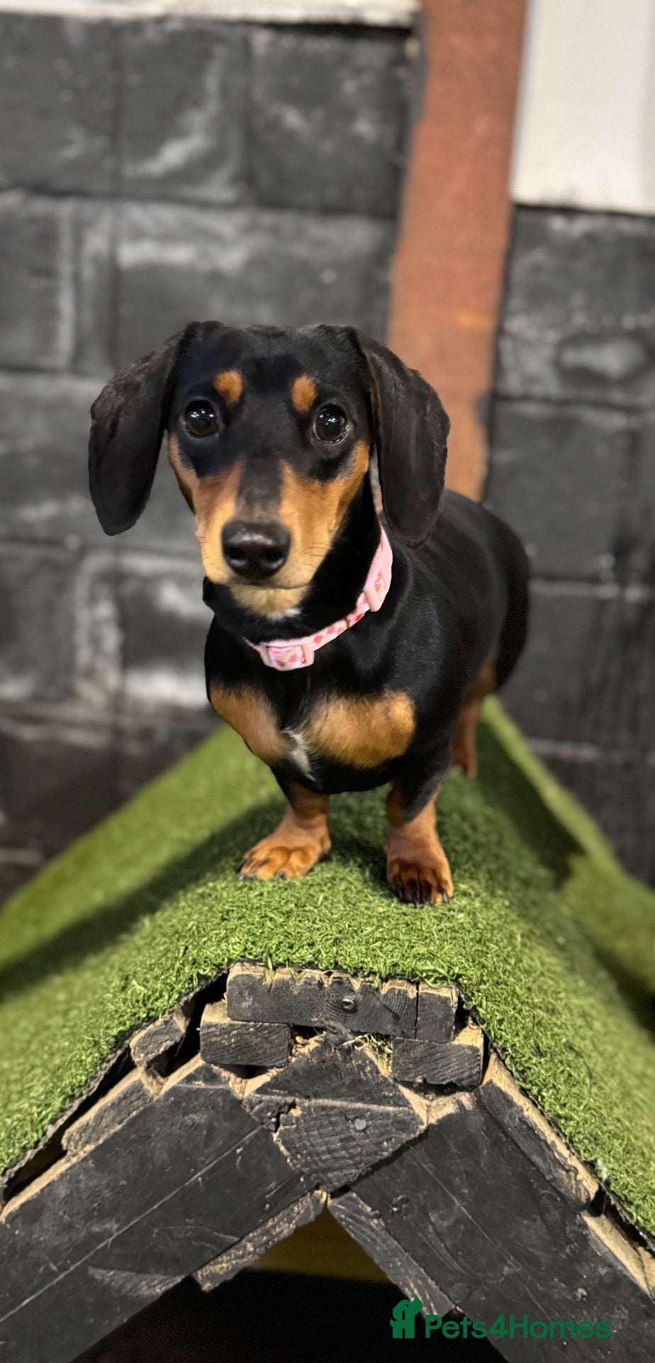 Miniature Dachshund dogs for sale: Mini dashound - re home  - Advert 1