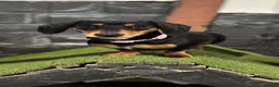 Miniature Dachshund dogs for sale: Mini dashound - re home  in Doncaster - Advert 1