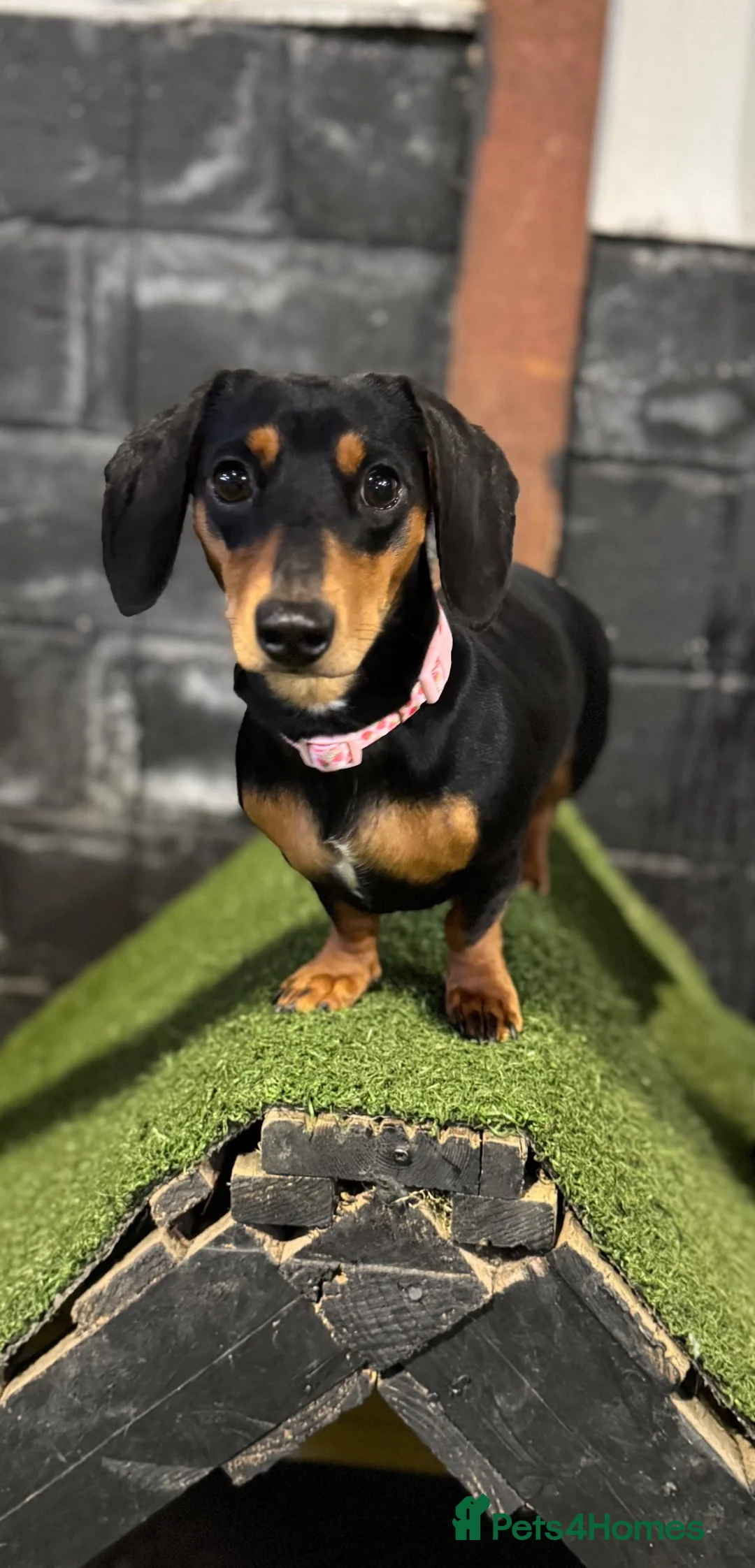 Miniature Dachshund dogs for sale: Mini dashound - re home  in Doncaster - Advert 1