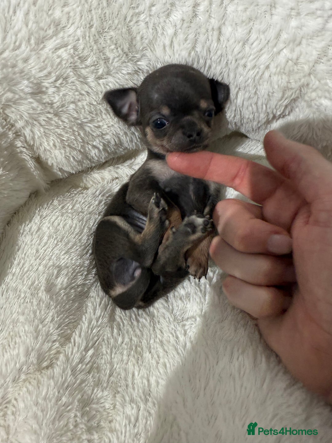 Chihuahua dogs for sale: Stunning smooth coat chihuahuas  - Advert 1