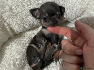 Chihuahua dogs Stunning smooth coat chihuahuas - Advert 15