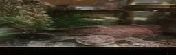 Terrapin reptiles for sale: 2 terrapins to adopt in Chelmsford - Advert 2