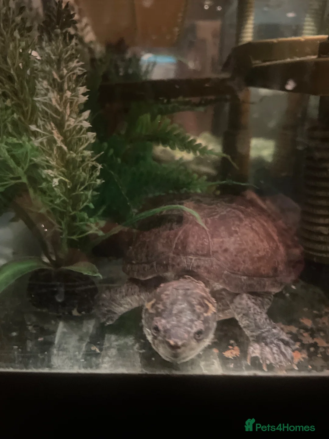 Terrapin reptiles for sale: 2 terrapins to adopt in Chelmsford - Advert 2