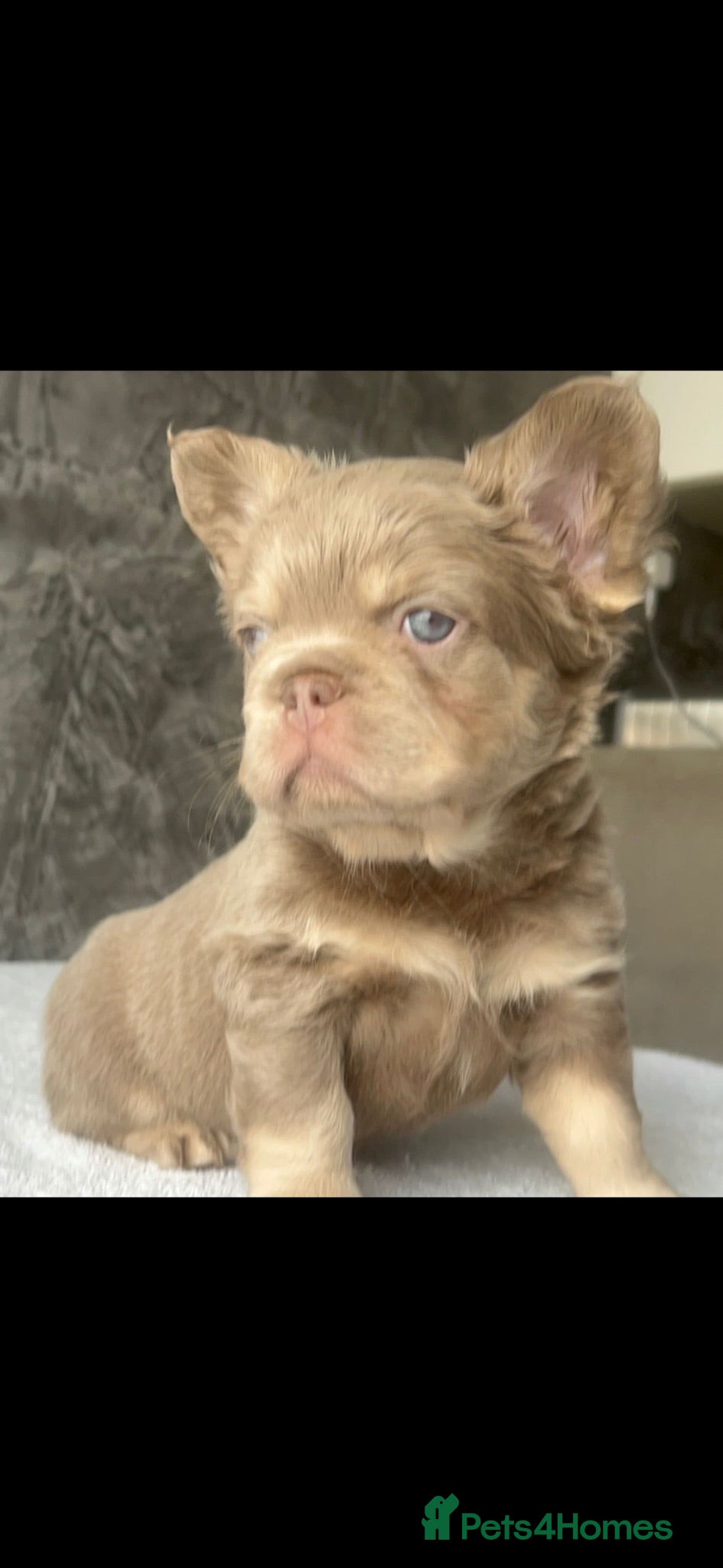 French Bulldog dogs FRENCH BULLDOGS - FLUFFY - Advert 10