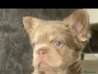 French Bulldog dogs FRENCH BULLDOGS - FLUFFY - Advert 10