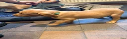 Labrador Retriever dogs for sale: 3 Beautiful Fox Red Labrador Boy Puppies for Sale in Edenbridge - Advert 5