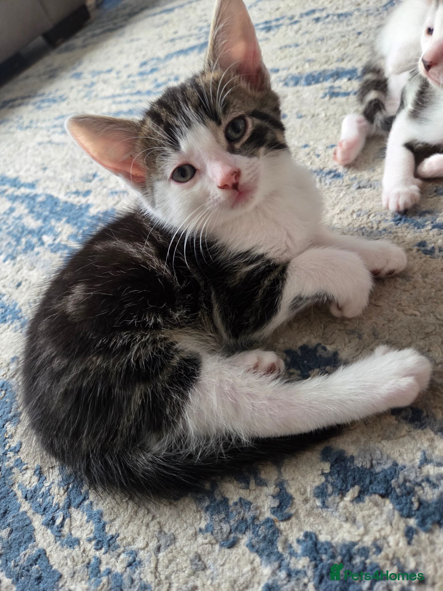 Mixed Breed cats 4 girls and 2 boys - Advert 1