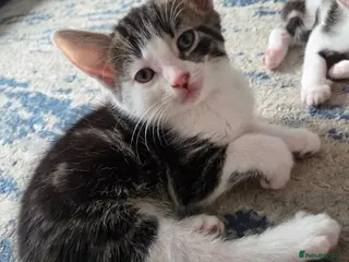 Mixed Breed cats 4 girls and 2 boys - Advert 1