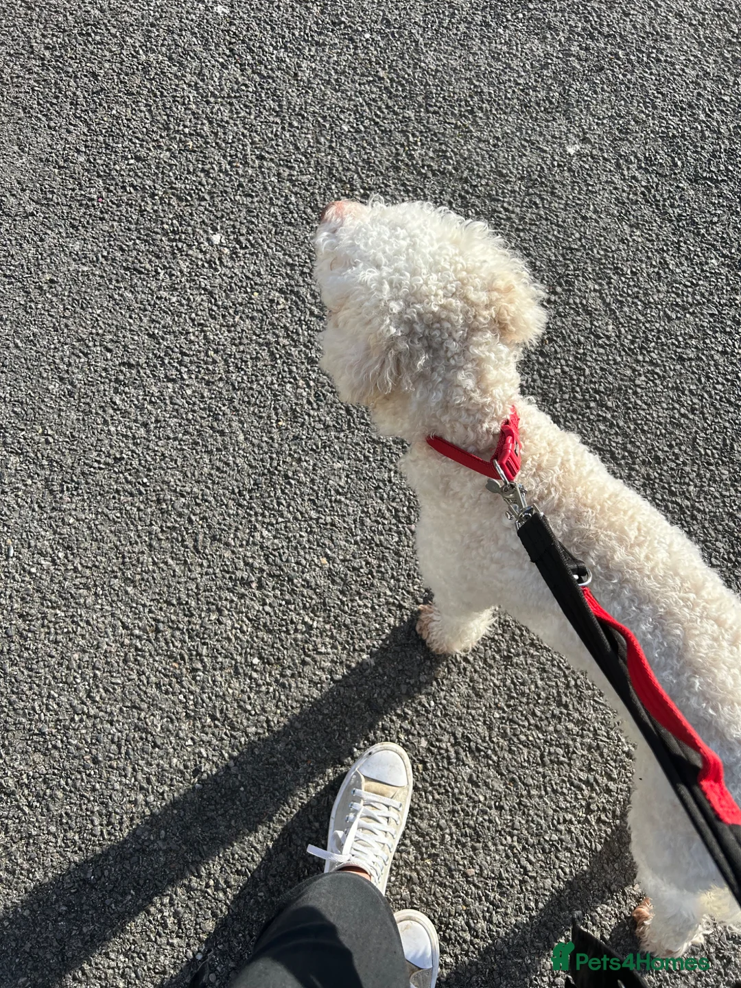 Lagotto Romagnolo dogs for sale: Riley  in Bracknell - Advert 4