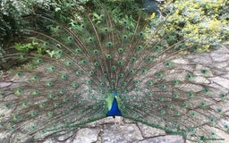 Mixed Breed birds for sale: PEACOCKS BLACK WINGED BIRDS - Image 2