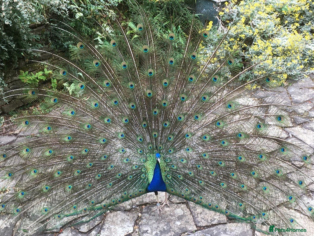 Mixed Breed birds for sale: PEACOCKS BLACK WINGED BIRDS - Image 2