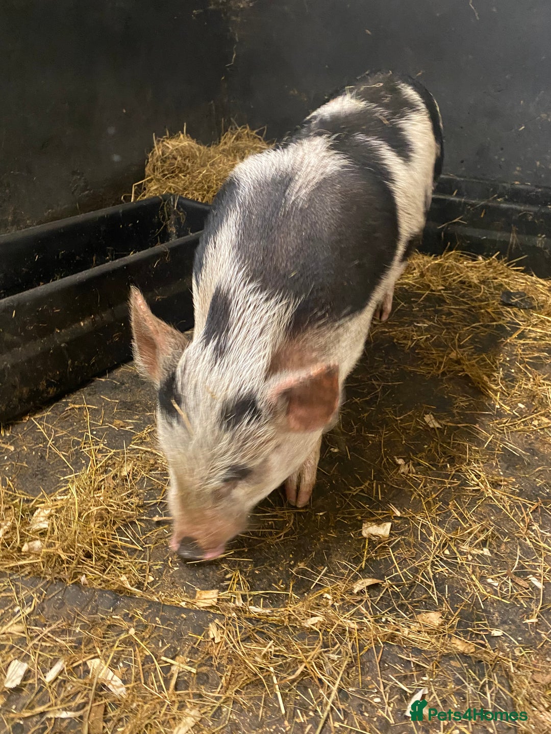 Pig livestock for sale: Julianna x kunekune piglets - Image 3