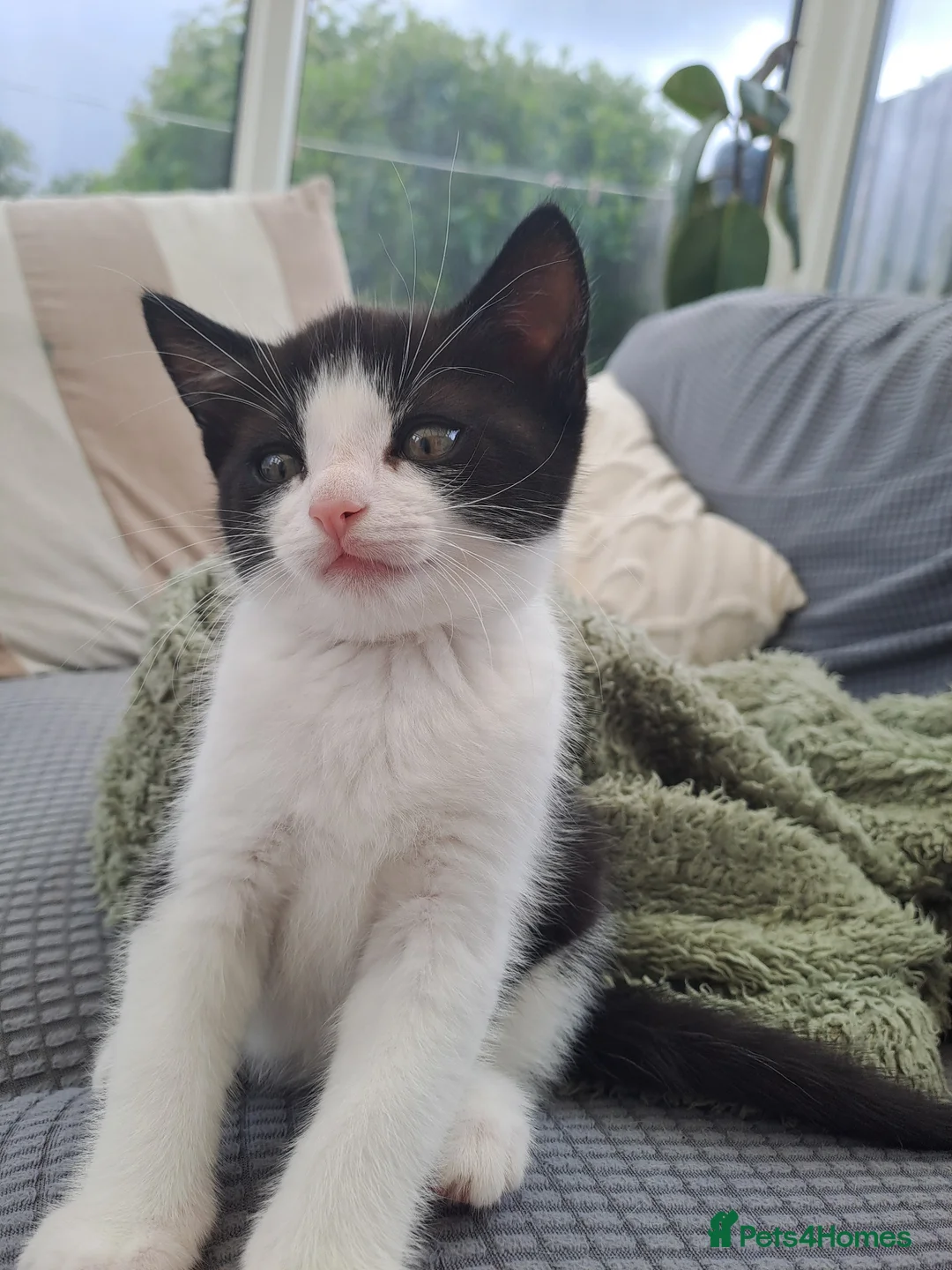 British Longhair cats for sale: 2 beautiful female domestic long-haired kittens   - Advert 11