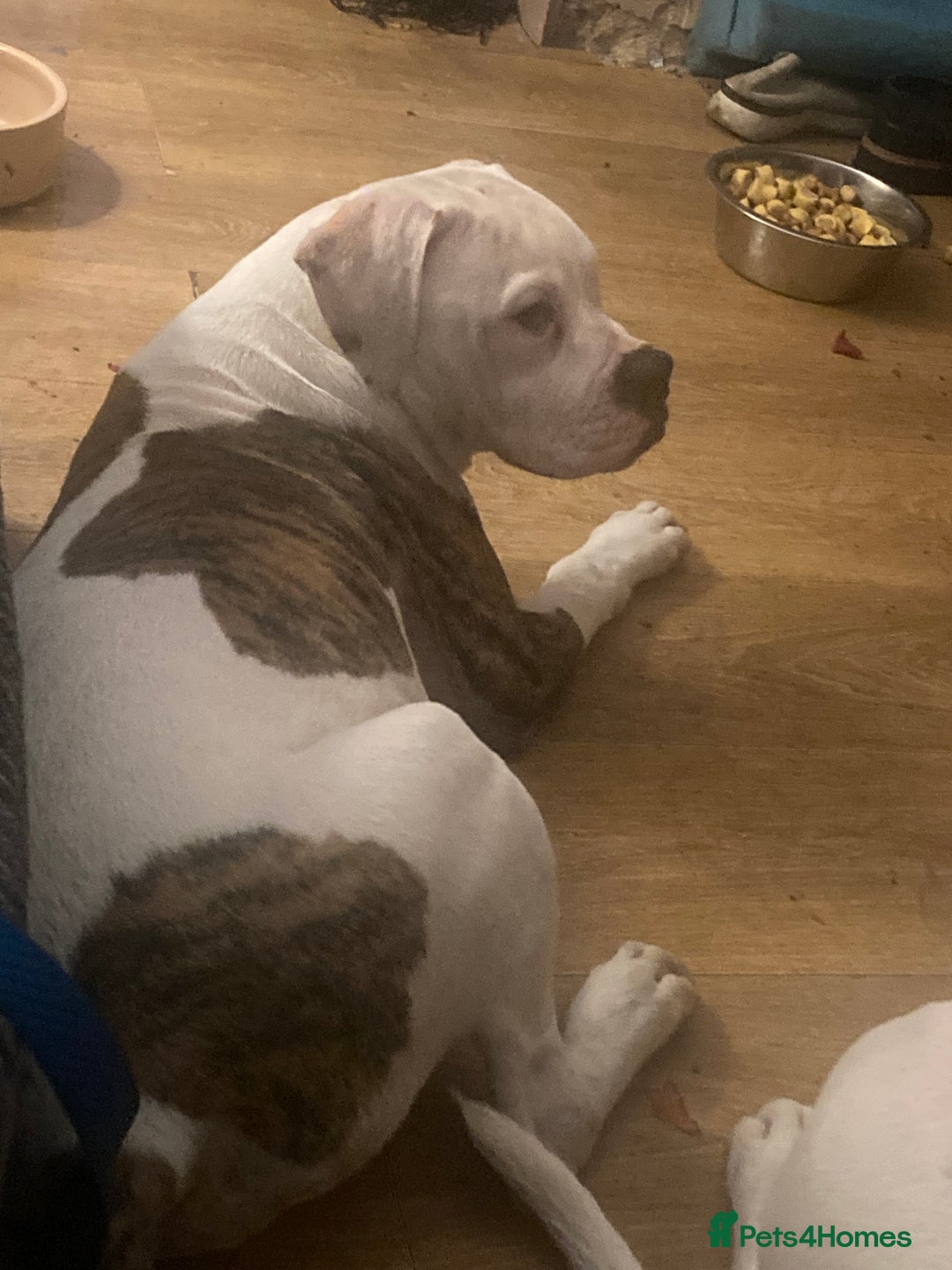 American Bulldog dogs for sale: American bulldog puppies  - Advert 5