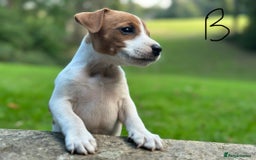 Jack Russell dogs for sale: Jack Russel puppies for sale  - Image 5