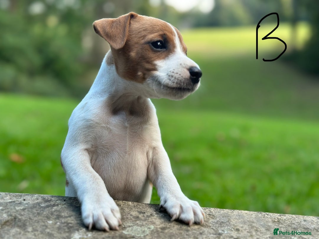 Jack Russell dogs for sale: Jack Russel puppies for sale  - Image 5