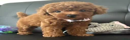 Maltipoo dogs for sale: 🐶 3 Gorgeous Toy Maltipoo Puppies For Sale 🐶 - Advert 6