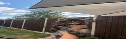 Maine Coon cats for sale: READY NOW⭐️ Tica Maincoon kittens  - Advert 5