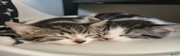 Mixed Breed cats for sale: Stunning bi-colour kittens in Ipswich - Advert 6