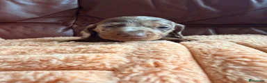Miniature Dachshund 6