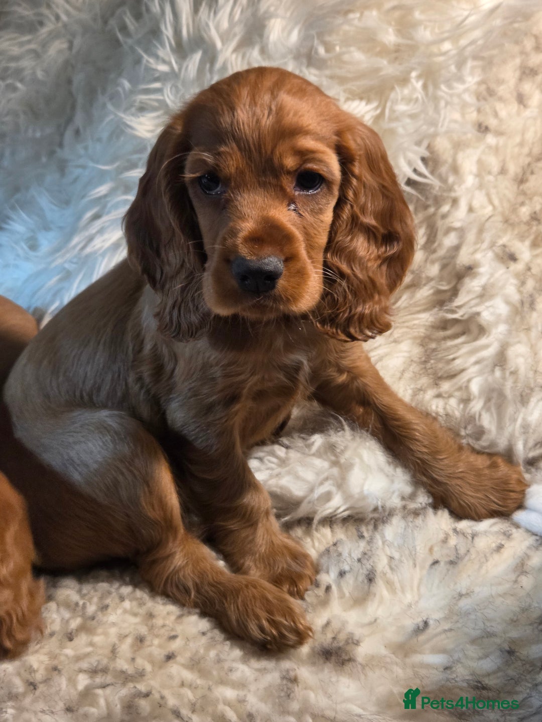Cocker Spaniel dogs for sale: Beautiful and sweet puppy😊 - Image 35