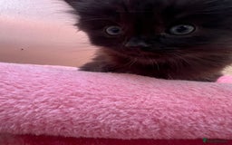 Mixed Breed cats for sale: Black kitten and white&black kitten available  - Image 8