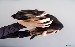 German Shepherd dogs for sale: 7 CHUNKY GERMAN SHEPHERD PUPPIES KC REGISTERED - Image 2