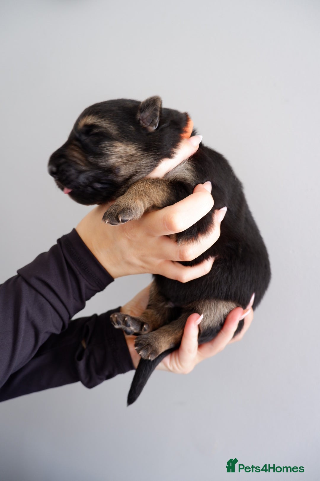 German Shepherd dogs for sale: 7 CHUNKY GERMAN SHEPHERD PUPPIES KC REGISTERED - Image 2