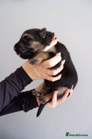 German Shepherd dogs - Advert 7