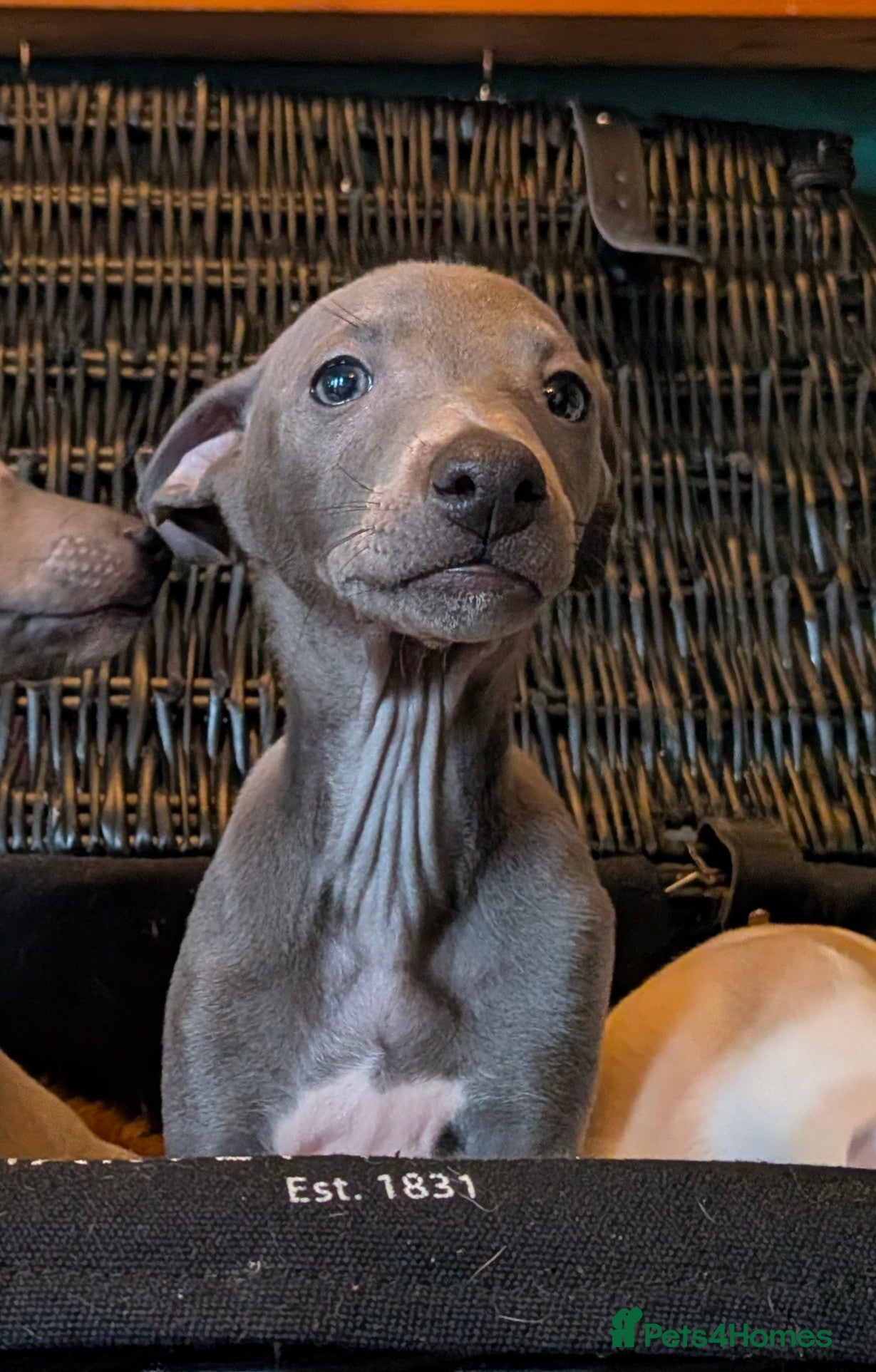 Italian Greyhound dogs **READY NOW** BEAUTIFUL IGGY'S  - Advert 3