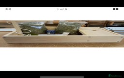 Tortoise reptiles for sale: Baby Horsefeild Tortoises  - Advert 5