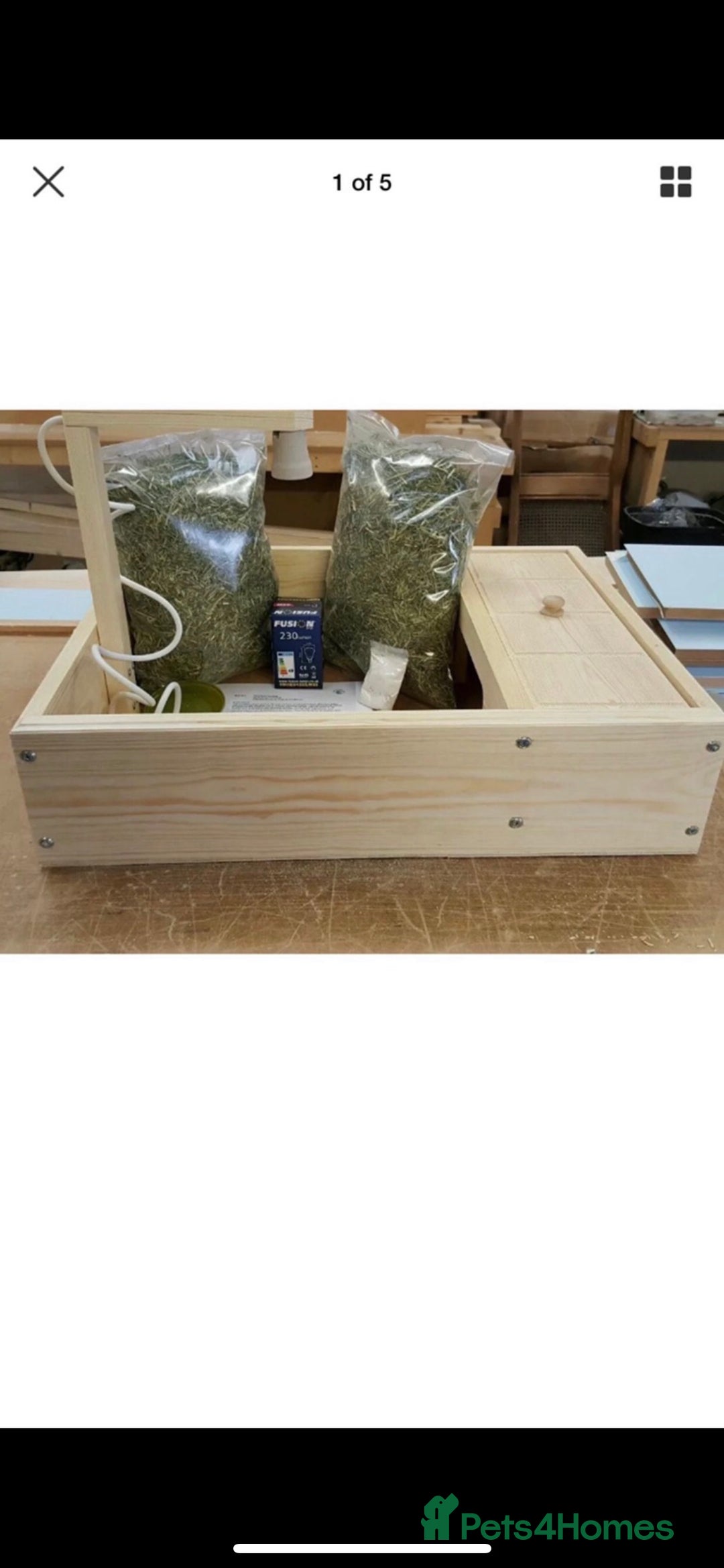 Tortoise reptiles for sale: Baby Horsefeild Tortoises  - Advert 5