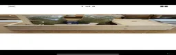 Tortoise reptiles for sale: Baby Horsefeild Tortoises. - Advert 5