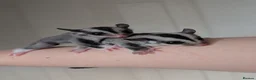 Sugar Glider rodents for sale: Mosaic Ringtail Female Sugar glider joey - Advert 8