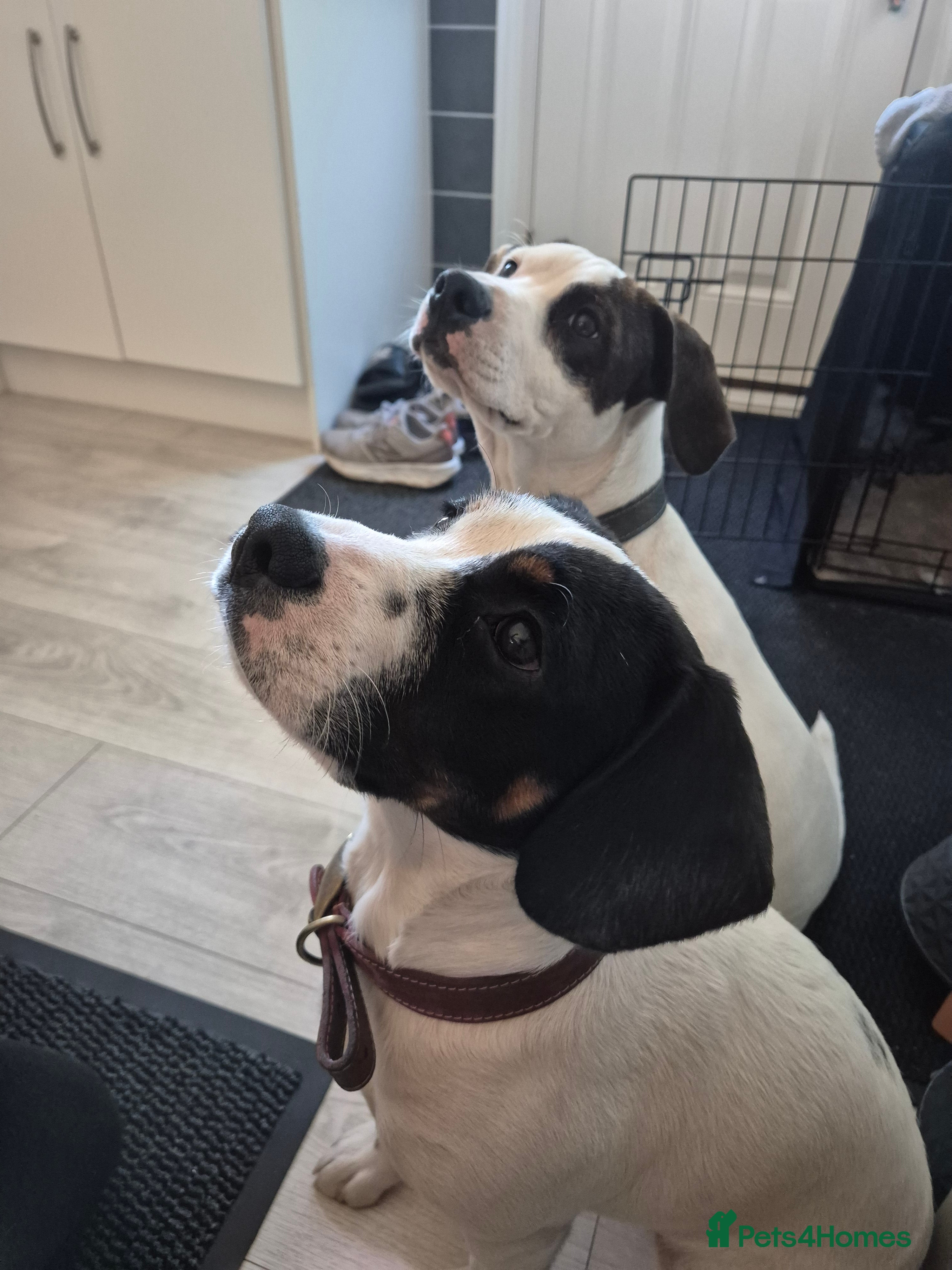 Mixed Breed dogs Cupcake and Rocco - Advert 10